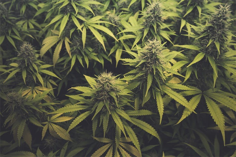 jul-19-home-grow-101