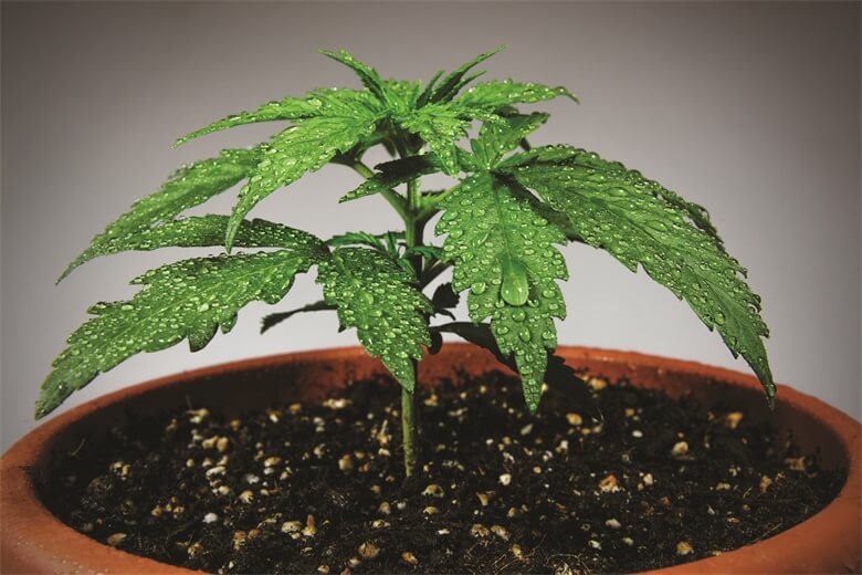 sept-19-home-grow-101