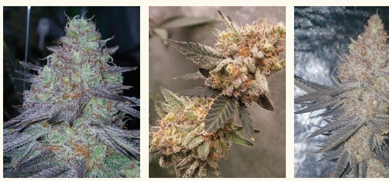 nov-2020-home-grow-101