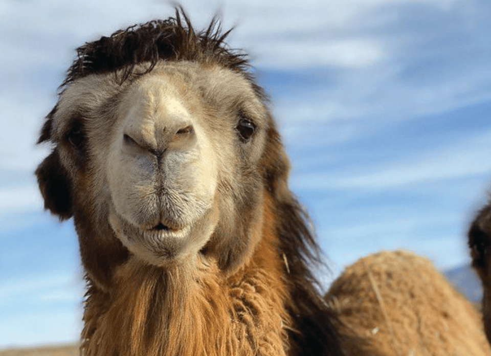 camellot