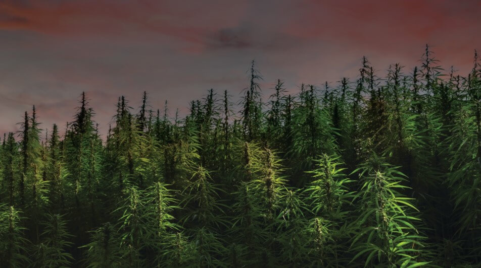 the-croptober-phenomenon