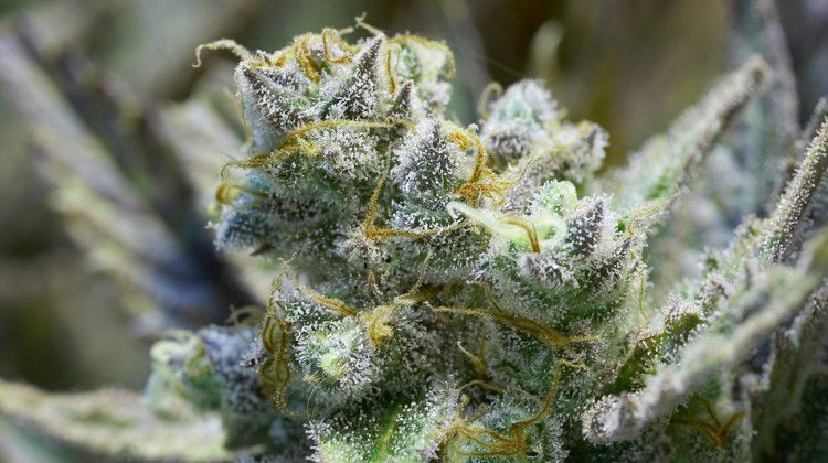 medicinal-marijuana-could-be-used-to-treat-drug-ad
