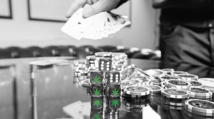 rolling-the-dice-on-medicinal-cannabis