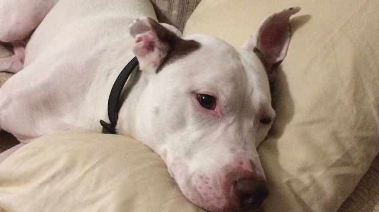 mans-best-friend-finds-relief-from-debilitating-il
