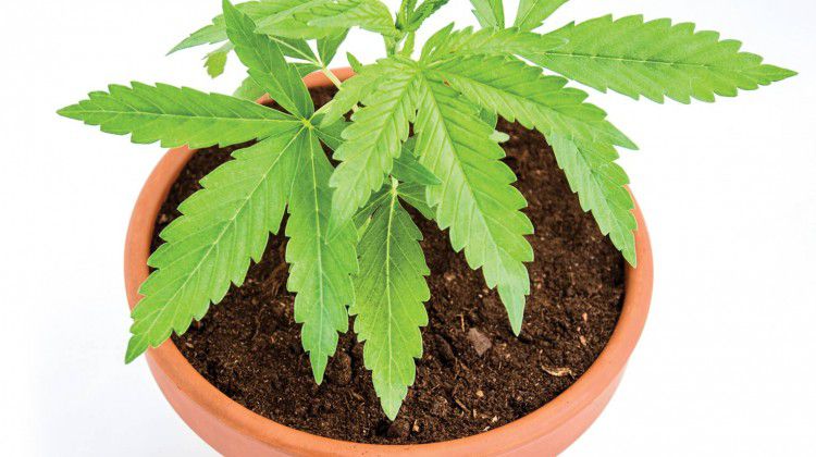 the-art-of-cannabis