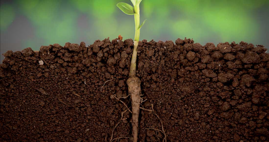 taking-root