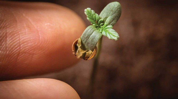 your-right-to-grow-cannabis-at-home