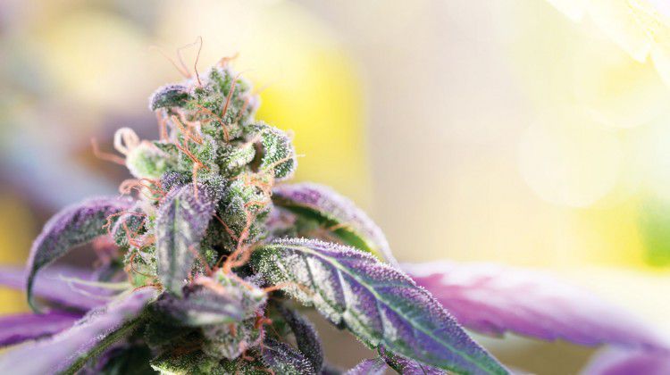 healing-heavenly-hybrids