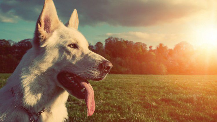 the-secret-life-of-pets-they-take-cannabis-too