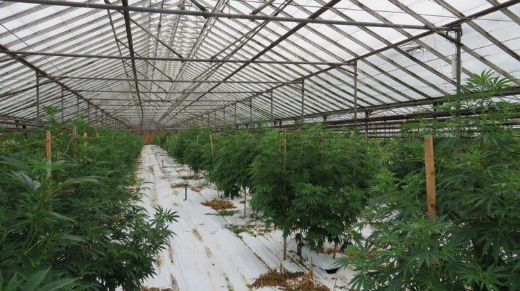 how-to-choose-the-right-commercial-cannabis-greenh