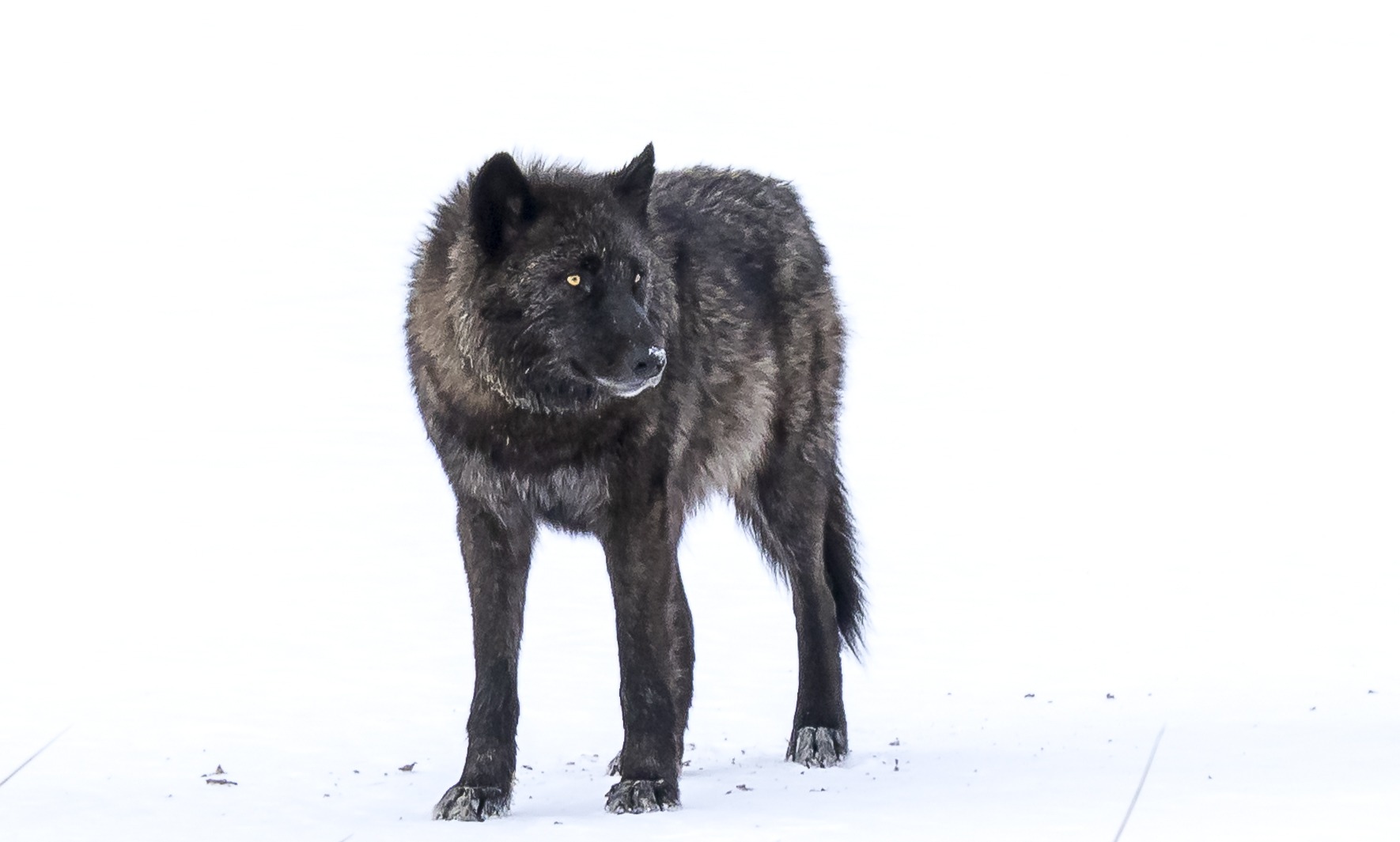 Winter Wildlife Tour of Yellowstone National Park