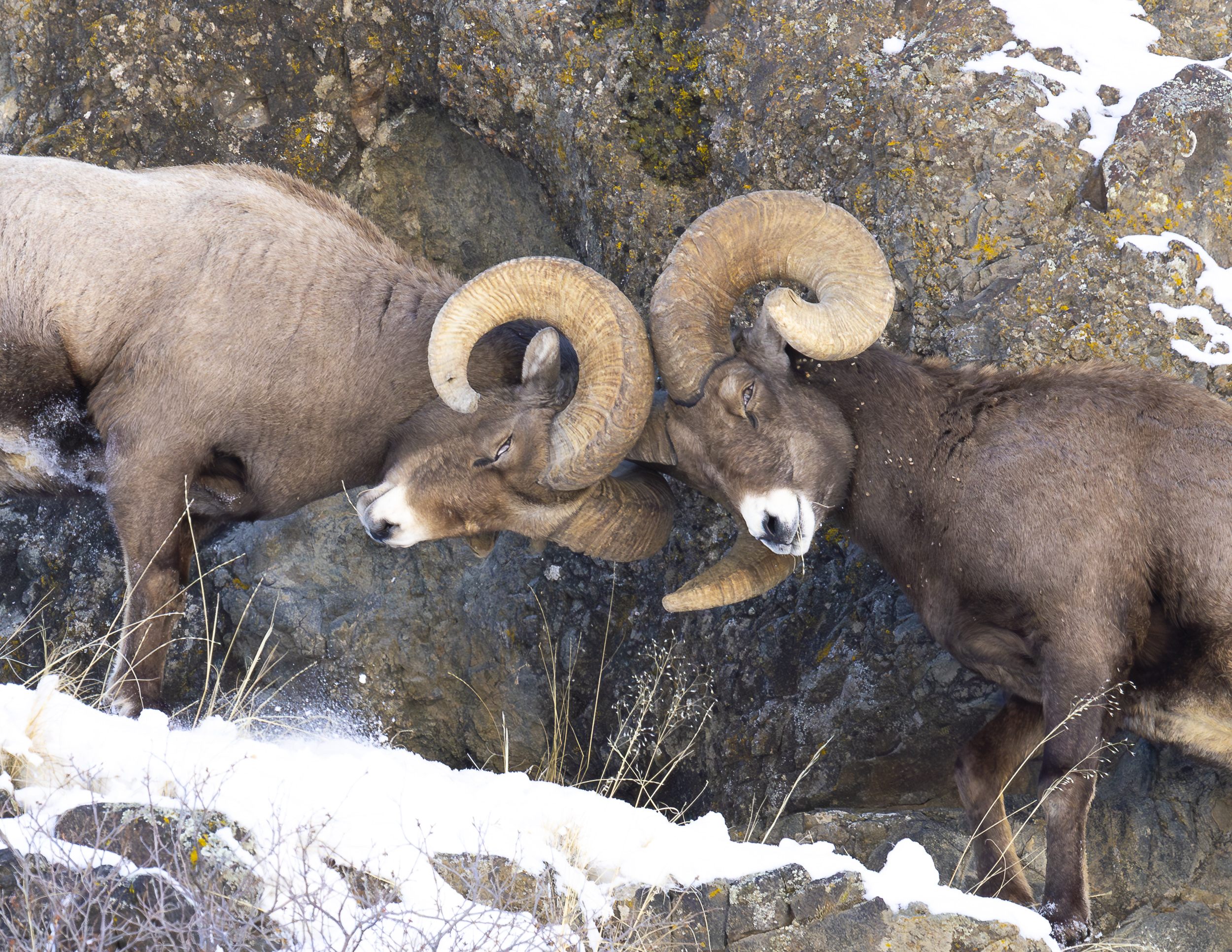 Speaker Series, Wildlife of Yellowstone in Winter