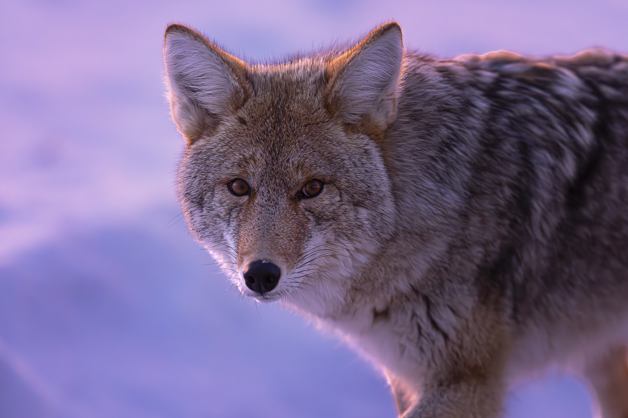 Speaker Series, Wildlife of Yellowstone in Winter - Image 2