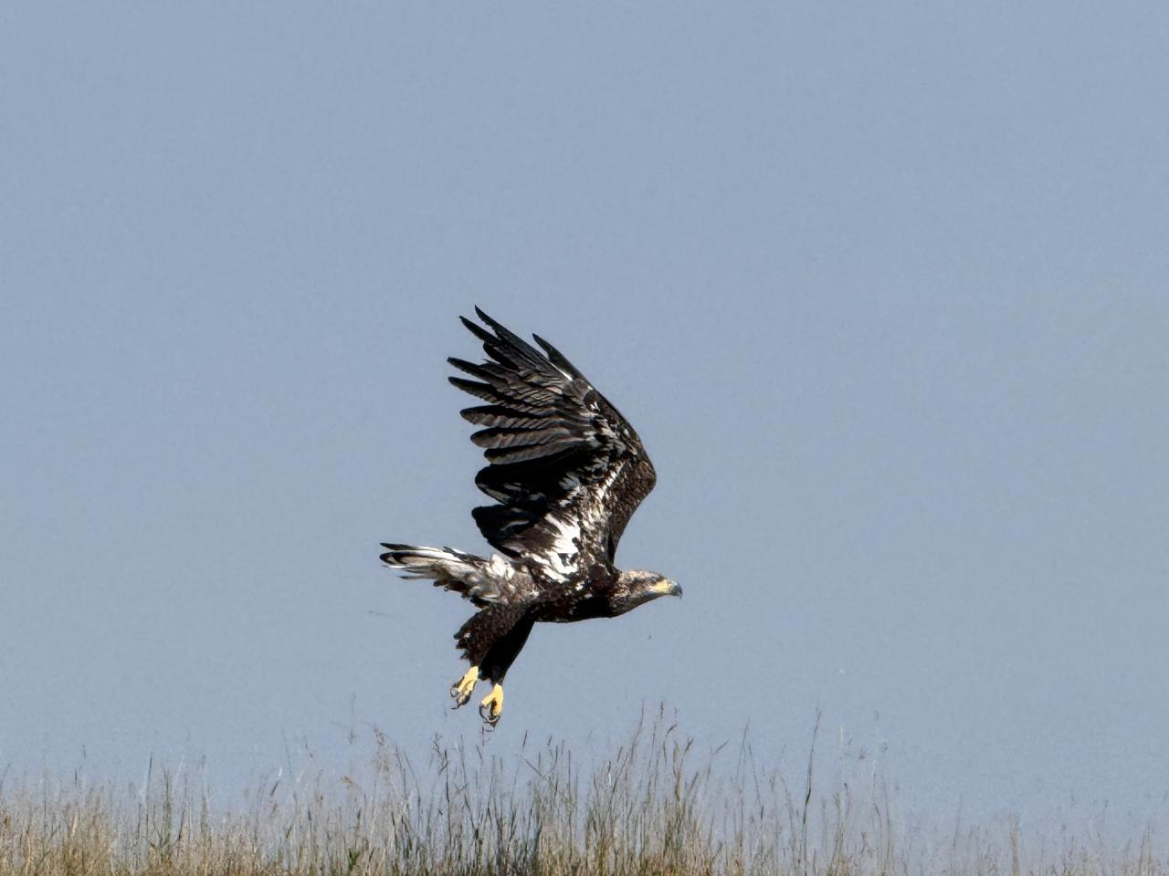 Eagle
