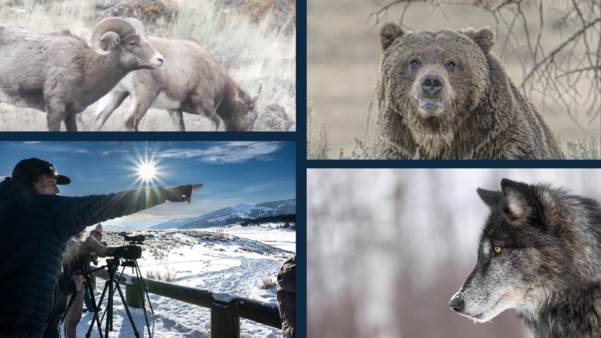 Wildlife Viewing in Yellowstone