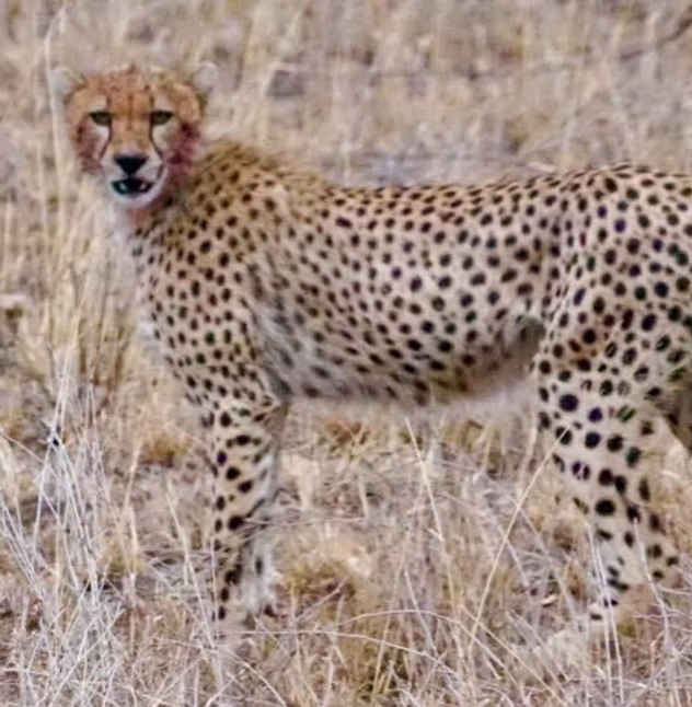 Summit to Savanna with The Karuna Project - Image 3