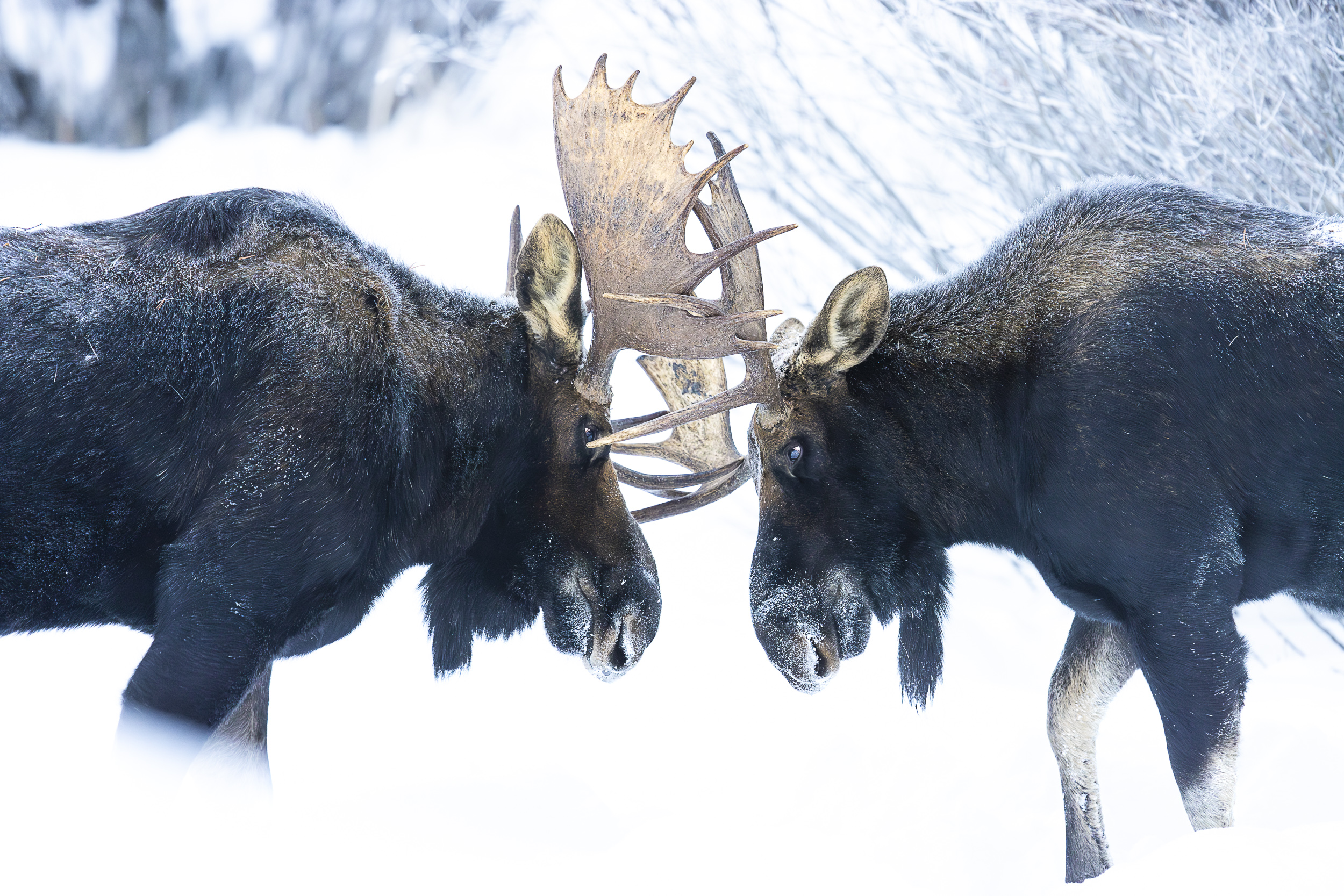 Yellowstone Winter Wildlife Tour - Image 1