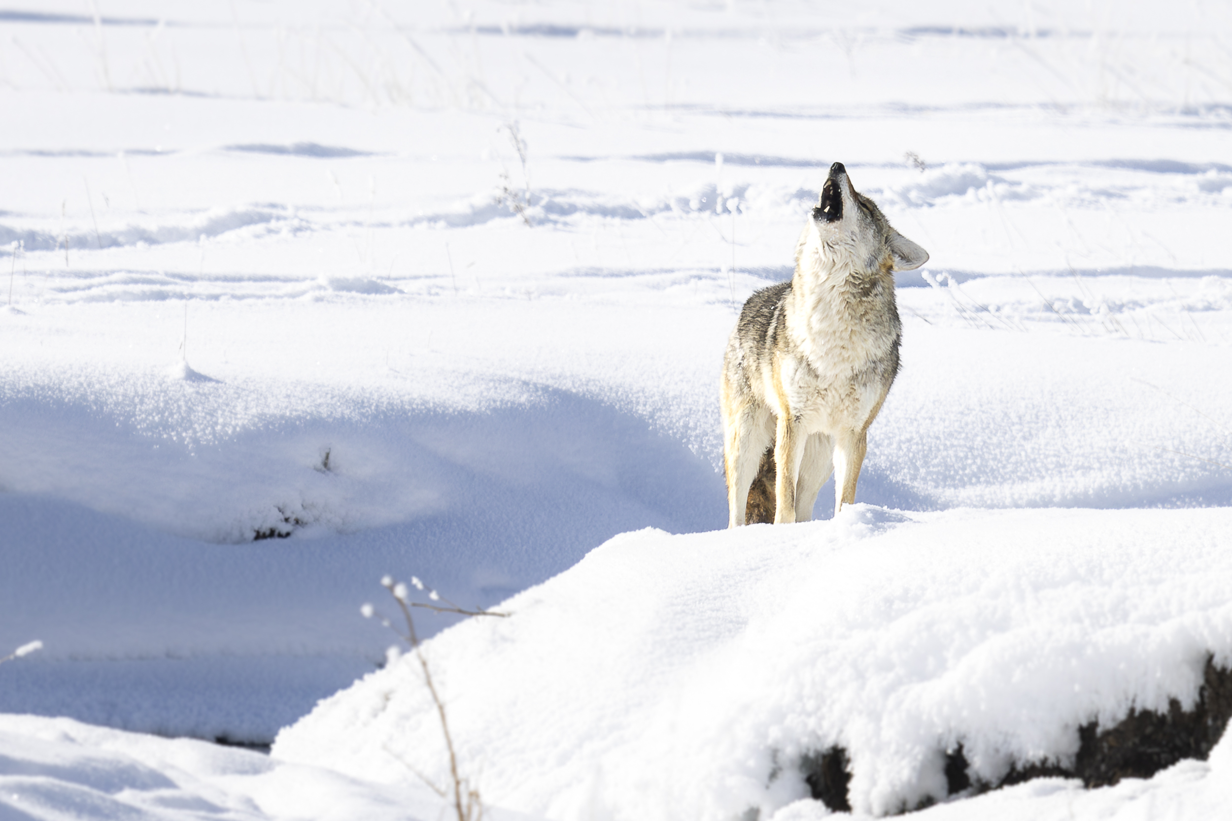 Yellowstone Winter Wildlife Tour - Image 2