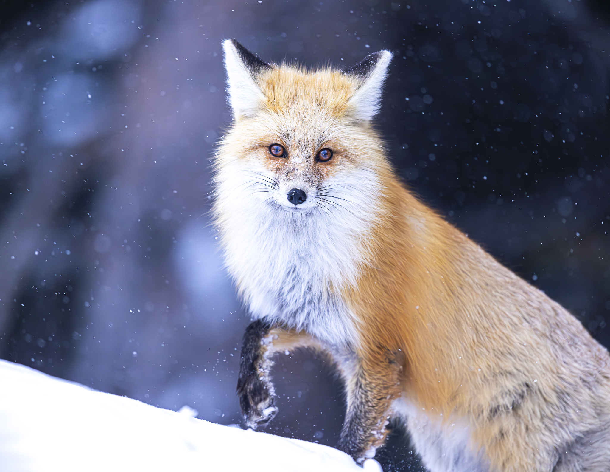 Yellowstone Winter Wildlife Tour - Image 3