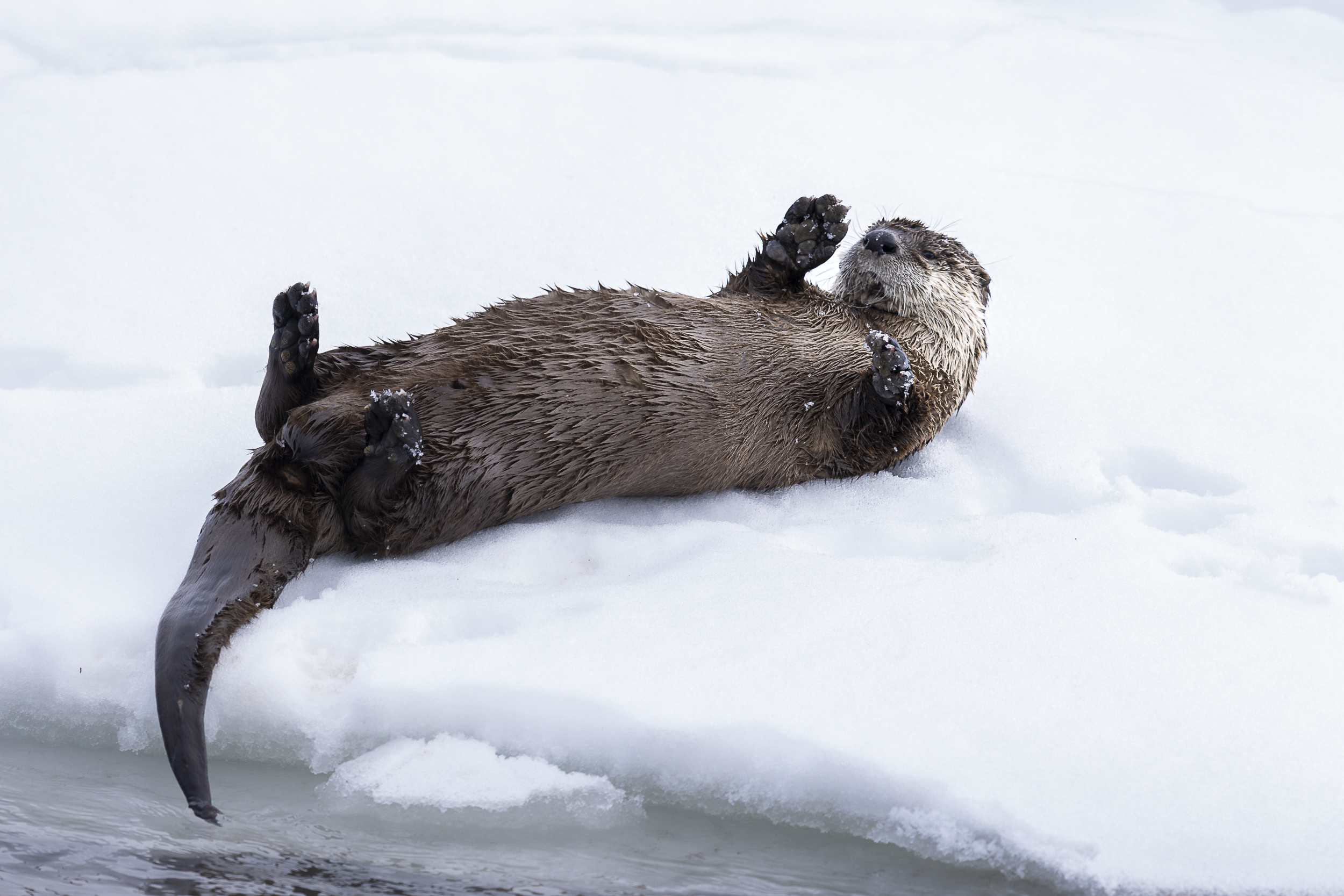 Yellowstone Winter Wildlife Tour - Image 4