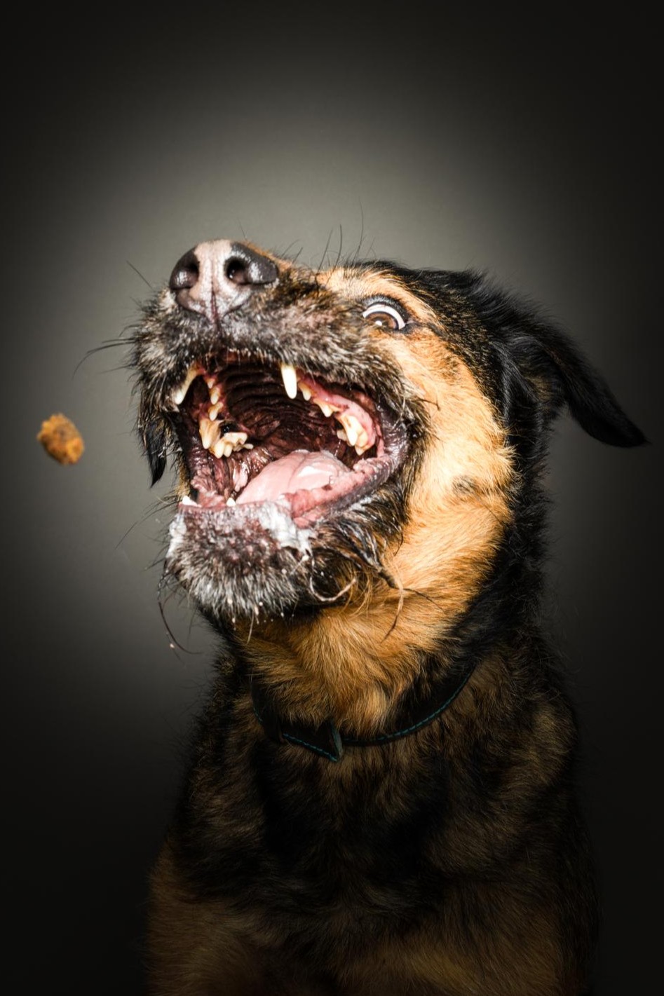 Hunde-Fotografin