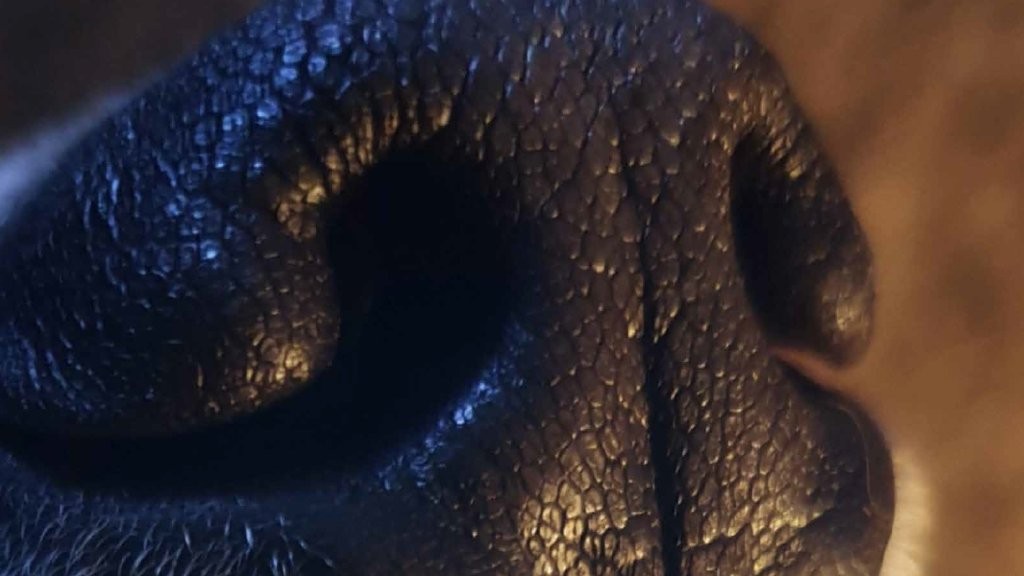 Mantrailing für Anfänger