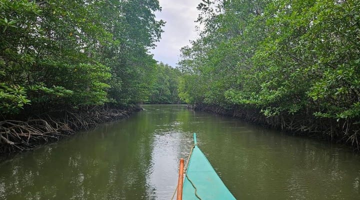 Dewil Eco Mangrove Tour