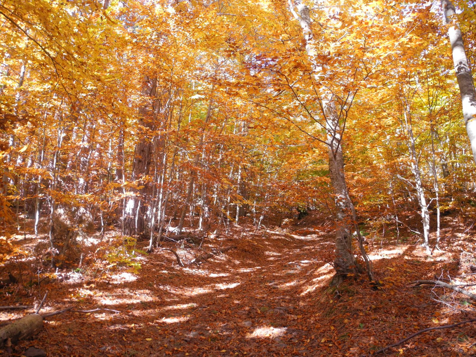 Perché in autunno abbiamo più sonno? Cosa c’entrano la luce e il sangue