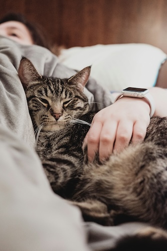 Cat cuddling human