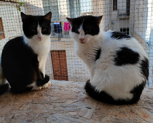 Vuoi adottare un gatto a Trapani?