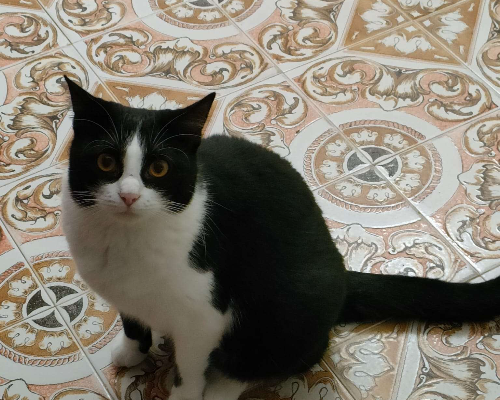 Adotta un gatto, taglia non valida, femmina, Trapani