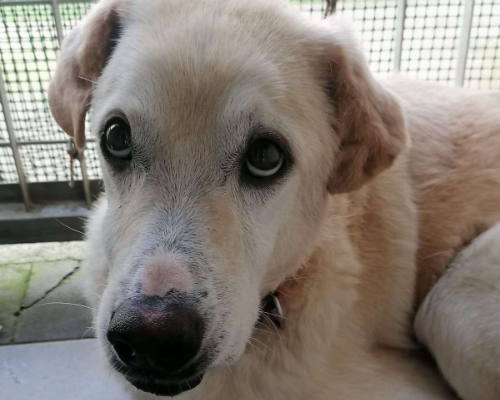Foto dell'animale