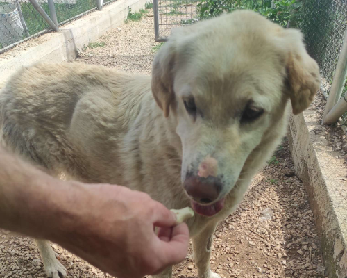 Adotta un cane, taglia grande, maschio, Roma