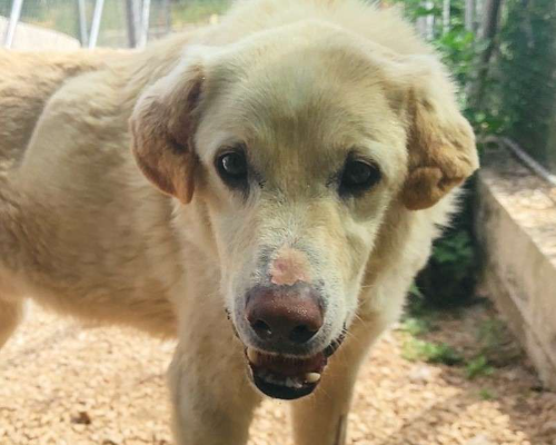 Adotta un cane, maschio, 10 anni  e 10 mesi , Roma