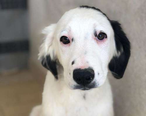 Foto dell'animale