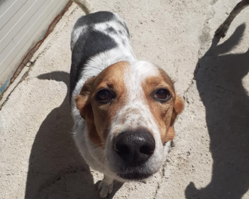 Adotta un cane, maschio, 9 anni  e 8 mesi , Napoli