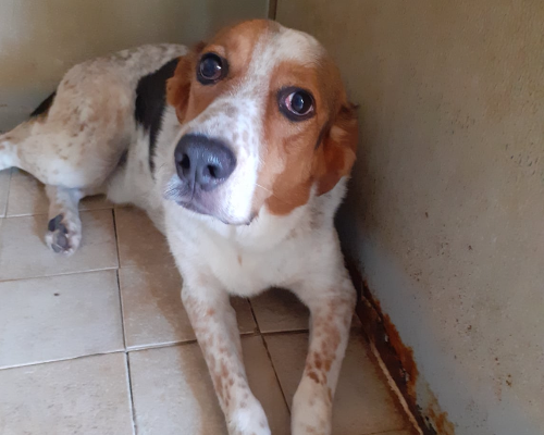 Adotta un cane, taglia media, maschio, Napoli