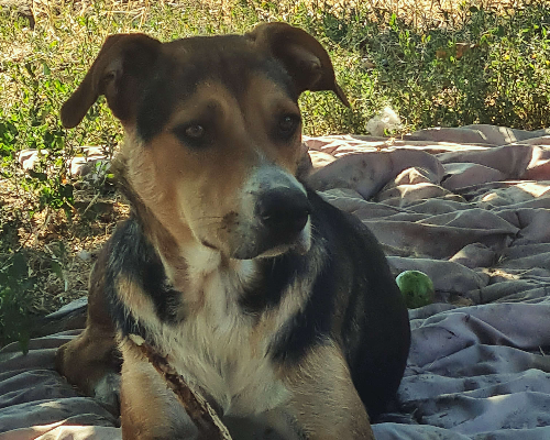 Adotta un cane, taglia media, maschio, Napoli