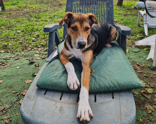 Adotta un cane, maschio, 5 anni , Napoli