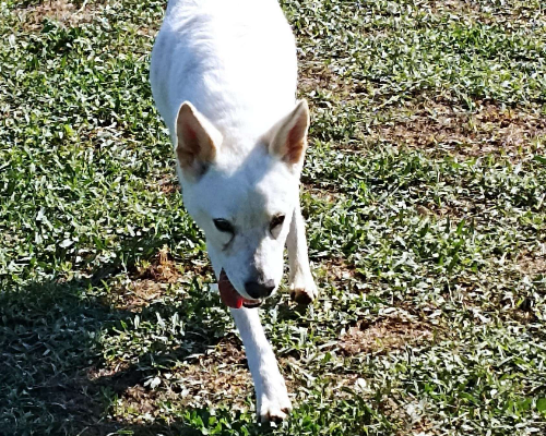 Adotta il cane NEVE a Latina