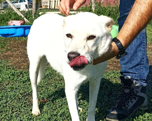 Adotta un cane, femmina, 6 anni  e 7 mesi , Latina