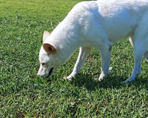 Adotta un cane, taglia media, femmina, Latina