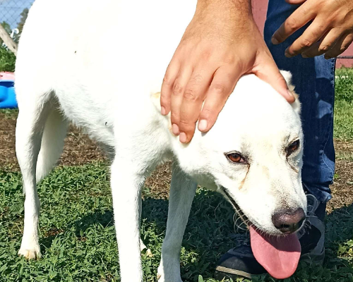 Vuoi adottare un cane a Latina?