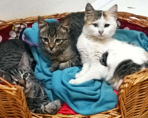 Adotta un gatto, taglia non valida, femmina, Chieti
