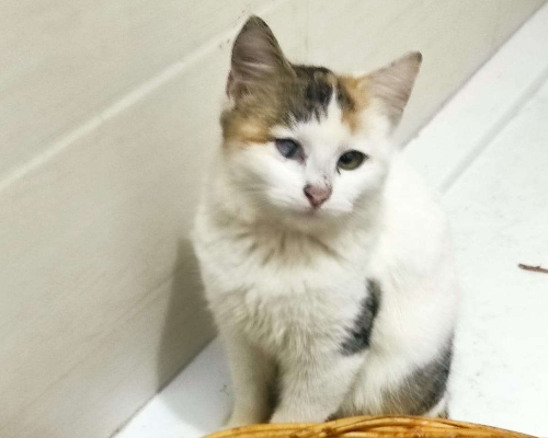 Adotta un gatto, femmina, 2 anni  e 8 mesi , Chieti