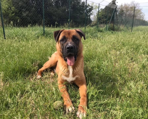 Adotta un cane, maschio, 7 anni e 7 mesi, Roma