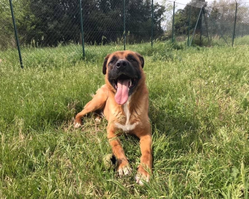 Adozione cane, maschio, meticcio, 7 anni e 7 mesi, taglia gigante, Roma