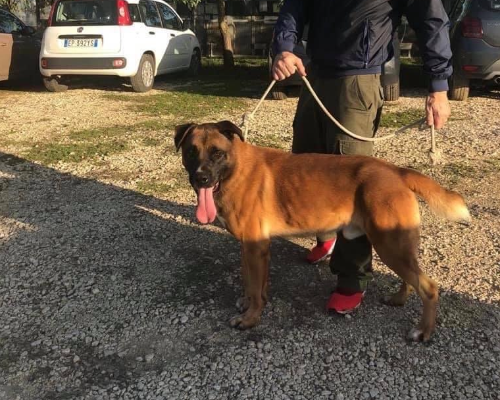 Adotta il cane Pasquale a Roma
