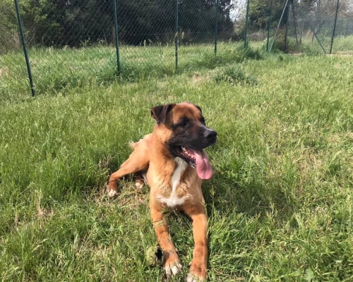 Vuoi adottare un cane a Roma?