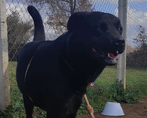 Adotta un cane, maschio, 7 anni  e 5 mesi , Viterbo